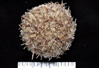 藏品(芮氏刻肋海膽)的圖片