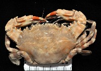 藏品(環紋蟳)的圖片