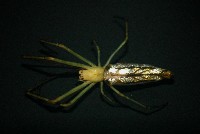 藏品(大型銀腹蛛)的圖片