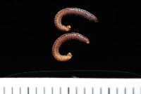 藏品(未知種姬馬陸)的圖片