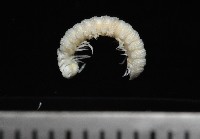 藏品(多節日本帶馬陸)的圖片