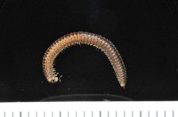 藏品(未知種姬馬陸)的圖片