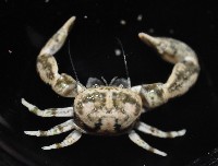 藏品(美麗多指瓷蟹)的圖片