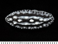 藏品(天空葉海蛞蝓)的圖片