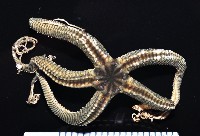 藏品(鞭枝蛇尾)的圖片