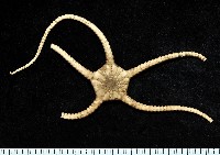 藏品(來曼瓷蛇尾)的圖片