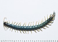 藏品(未知種巨蜈蚣)的圖片