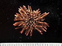 藏品(梅氏長海膽)的圖片