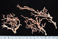 藏品(未知種柳珊瑚)的圖片