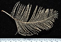 藏品(未知種深海原軟珊瑚)的圖片