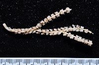 藏品(未知種深海原軟珊瑚)的圖片