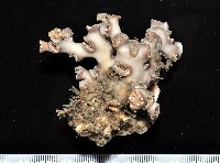 藏品(目珊瑚之一種)的圖片