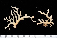 藏品(新種水螅珊瑚)的圖片