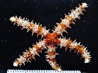 藏品(棒棘海星)的圖片
