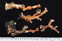 藏品(未知種紅珊瑚)的圖片