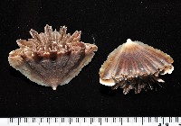 藏品(菱扇形珊瑚)的圖片