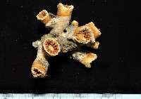 藏品(軸樹珊瑚(軸木珊瑚))的圖片