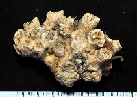 藏品(軸樹珊瑚(軸木珊瑚))的圖片