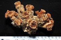 藏品(軸樹珊瑚(軸木珊瑚))的圖片