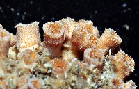 藏品(未知種樹珊瑚)的圖片