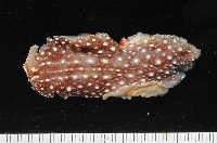 藏品(舌片鰓海蛞蝓)的圖片