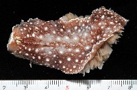 藏品(舌片鰓海蛞蝓)的圖片