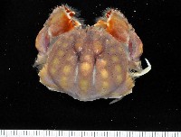 藏品(圓盾饅頭蟹)的圖片