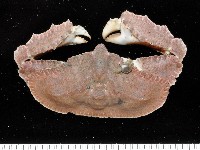 藏品(環狀(圓拱)隱足蟹)的圖片