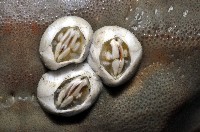 藏品(薄殼龜藤壺)的圖片