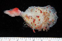 藏品(喀林加海牛(佩飾巢海麒麟))的圖片