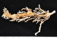 藏品(未知種莖管珊瑚)的圖片