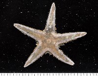 藏品(華普槭海星)的圖片