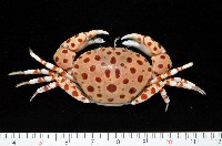 藏品(紅斑斗蟹)的圖片