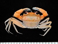 藏品(摩擦聲蟹)的圖片