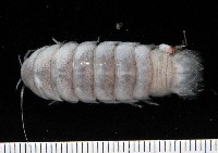 藏品(未知種浪漂水虱)的圖片