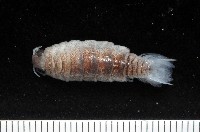 藏品(未知種狹長水虱)的圖片