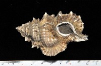 藏品(翼法螺)的圖片