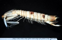 藏品(尖刺糙蝦蛄)的圖片