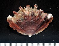 藏品(菱扇形珊瑚)的圖片