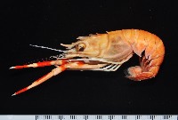 藏品(紅斑後海螯蝦)的圖片