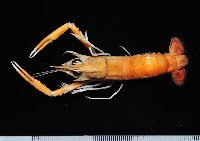 藏品(臺灣後海螯蝦)的圖片