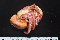 藏品(鱗片真寄居蟹)的圖片