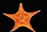 藏品(細(窄)花海星)的圖片