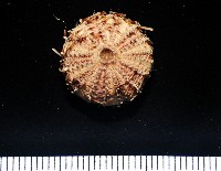 藏品(芮氏刻肋海膽)的圖片