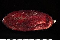 藏品(張氏芋參)的圖片