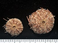 藏品(芮氏刻肋海膽)的圖片