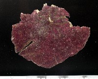 藏品(裂邊毛餅海膽)的圖片