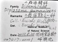 藏品(二段海鞘之一種)的圖片