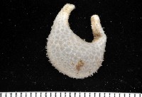 藏品(雙手高球參)的圖片