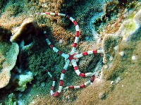 藏品(綠蛛蛇尾)的圖片